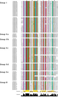 Analysis of WRKY Resistance Gene Family in Boehmeria nivea (L.) Gaudich: Crosstalk Mechanisms of Secondary Cell Wall Thickening and Cadmium Stress